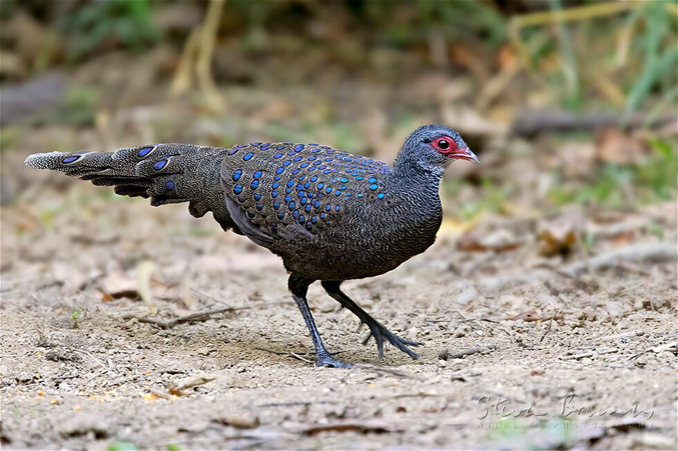 Germain's Peacock-Pheasant (Polyplectron germaini)