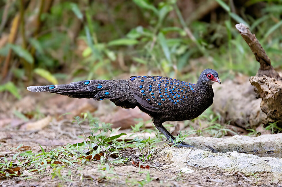 Germain's Peacock-Pheasant (Polyplectron germaini)
