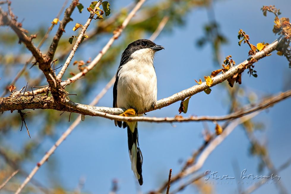 Northern Fiscal (Lanius humeralis)