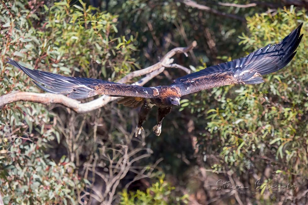 Wedge-tailed Eagle (Aquila audax)