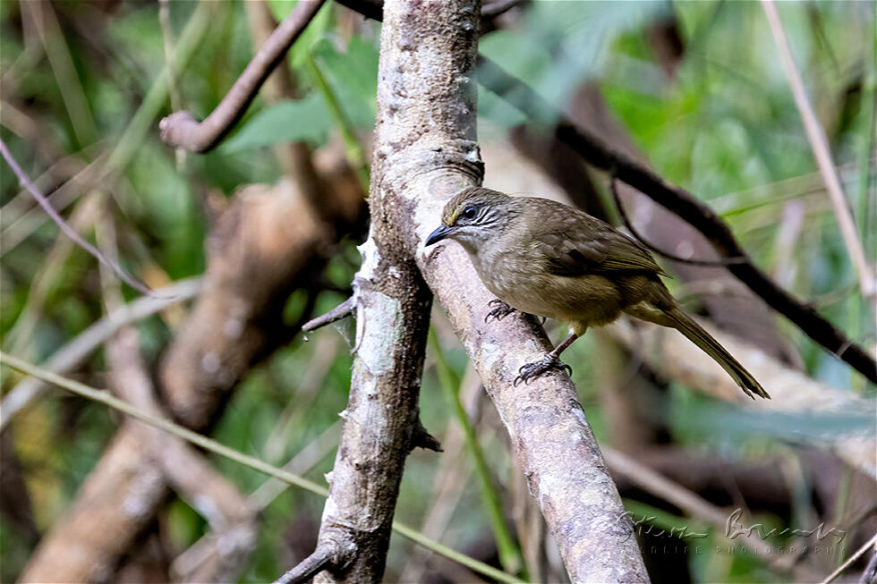 Streak-eared Bulbul (Pycnonotus conradi)