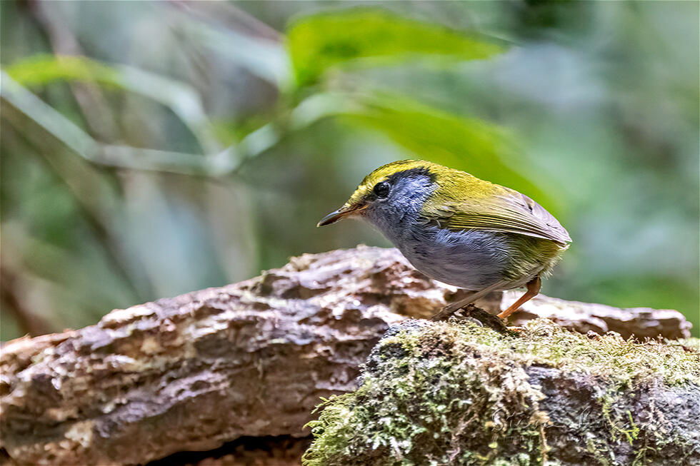 Grey-bellied Tesia (Tesia cyaniventer)