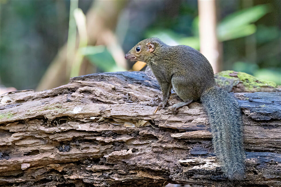 Northern Treeshrew (Tupaia belangeri)