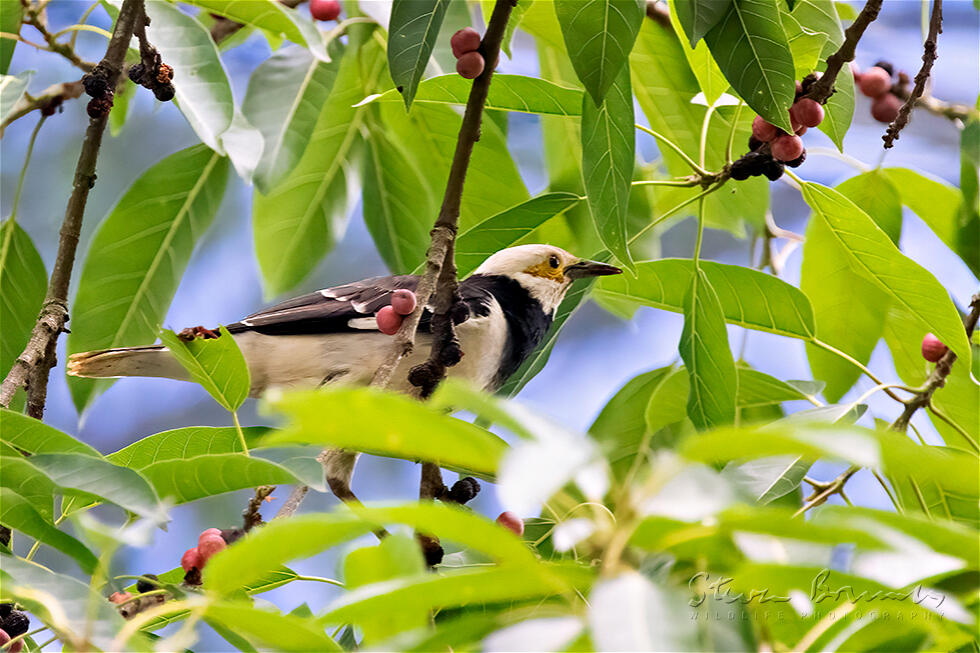 Black-collared Starling (Gracupica nigricollis)