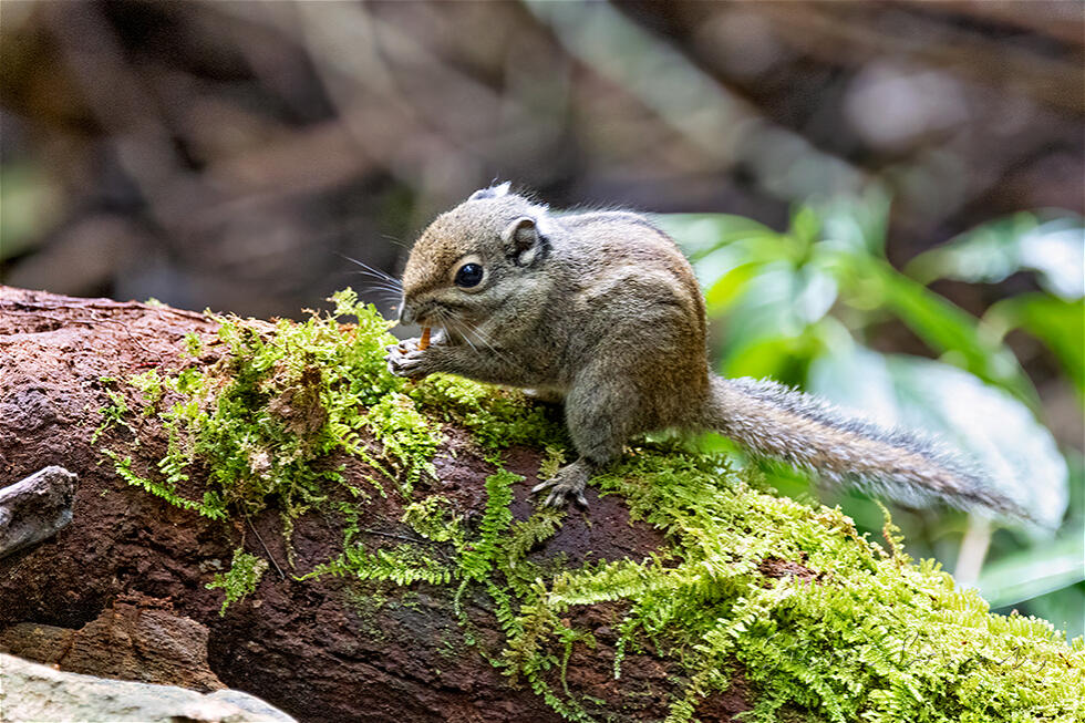 Swinhoe's Striped Squirrel (Tamiops swinhoei)
