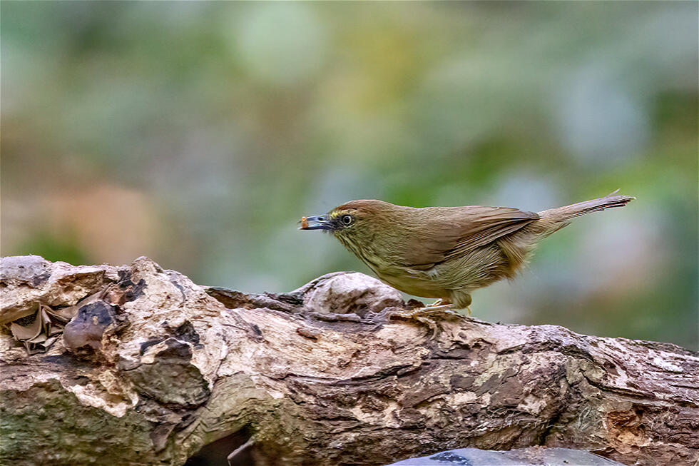 Pin-striped Tit-Babbler (Macronus gularis)