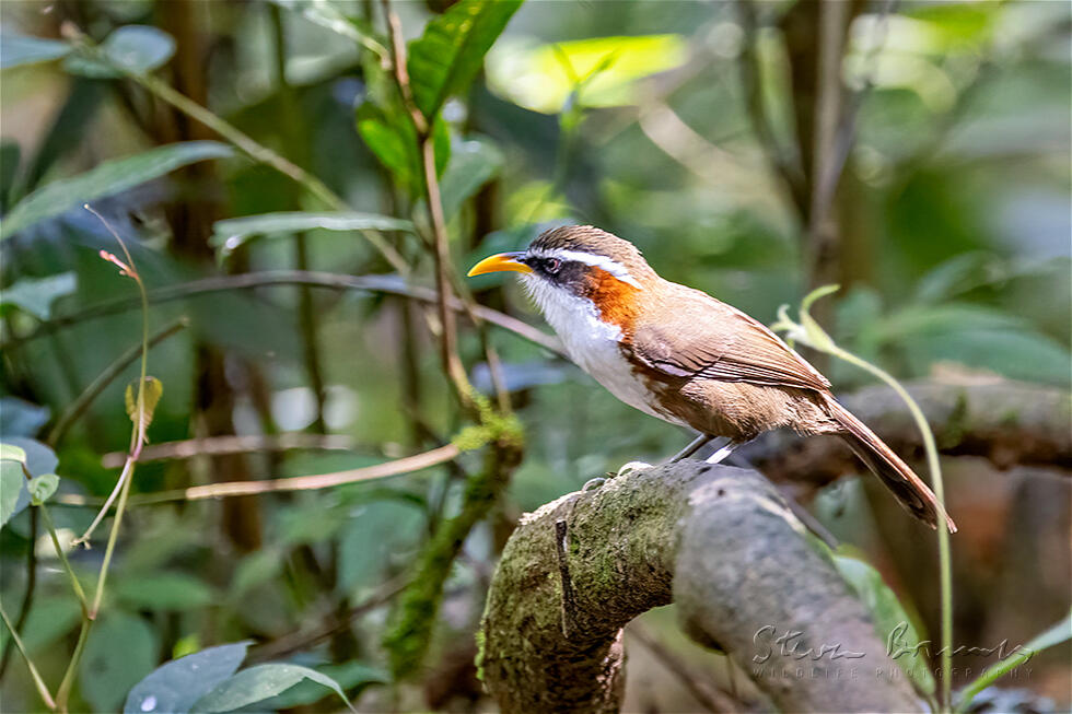 White-browed Scimitar Babbler (Pomatorhinus schisticeps)