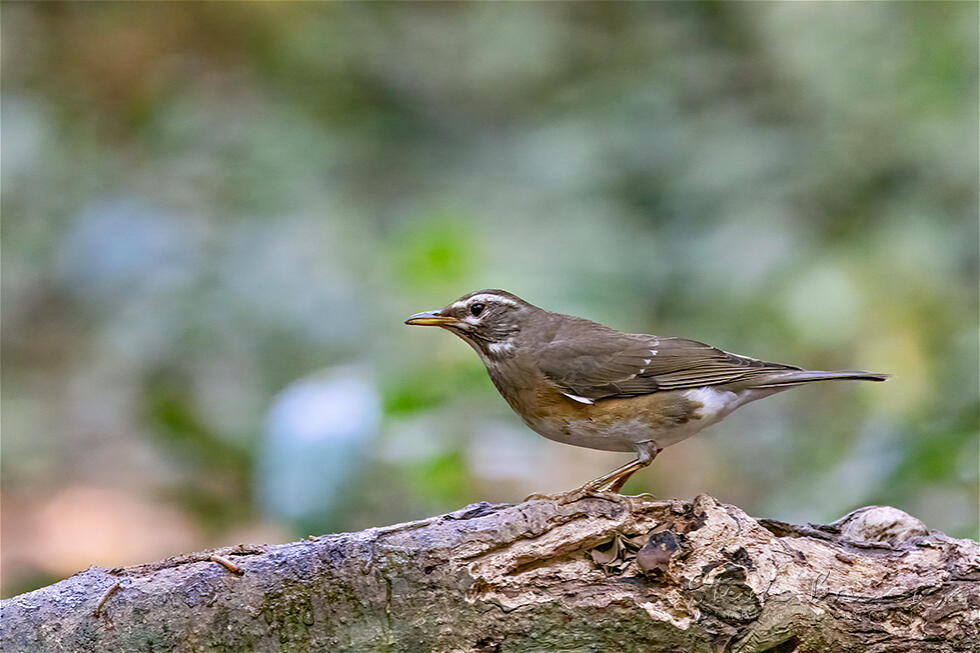 Eyebrowed Thrush (Turdus obscurus)