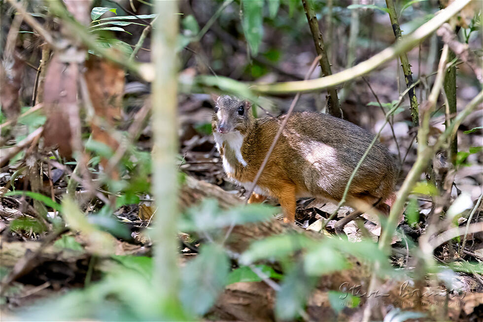 Silver-Backed Chevrotain (Tragulus versicolor)