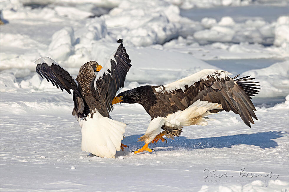 Steller's Sea Eagle (Haliaeetus pelagicus)
