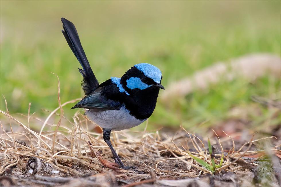 Superb Fairywren (Malurus cyaneus)