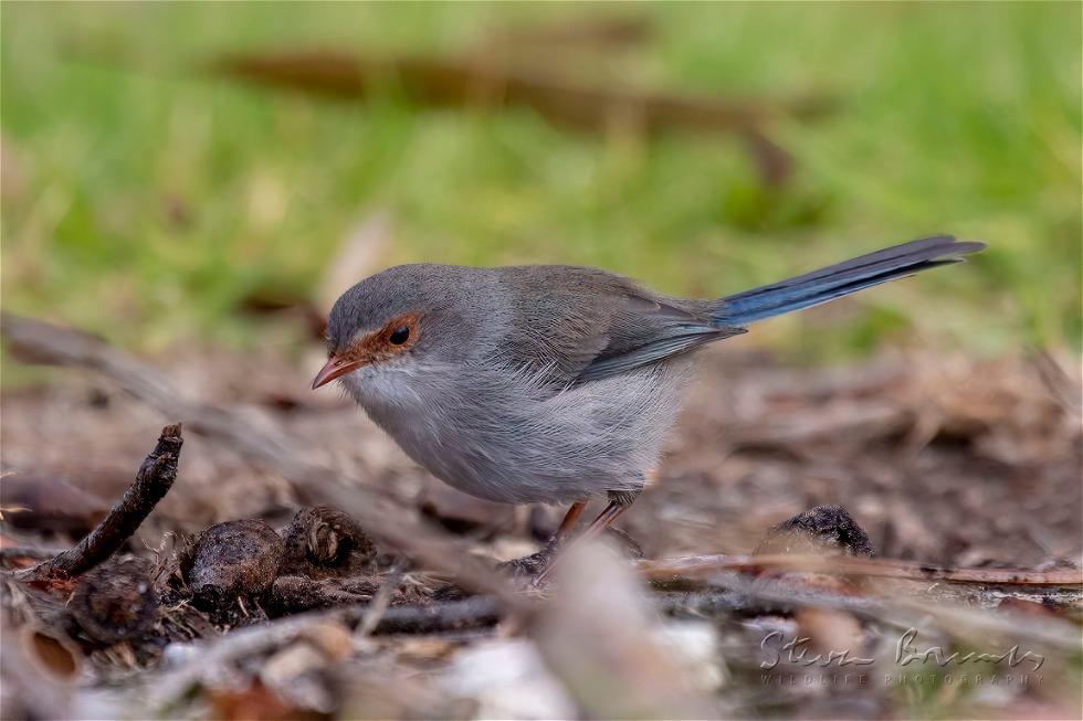 Superb Fairywren (Malurus cyaneus)