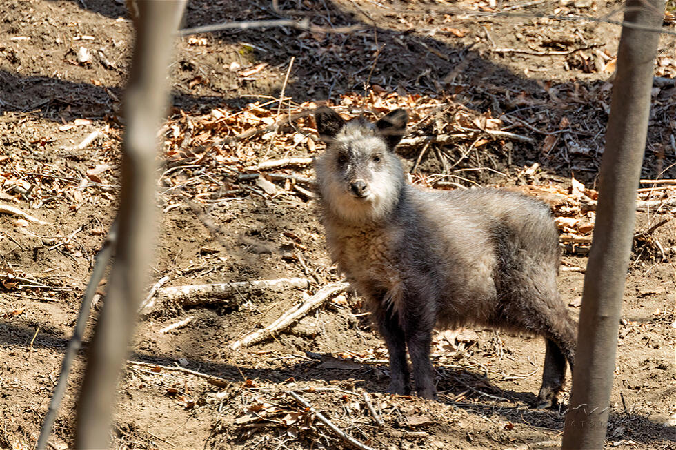 Japanese Serow (Capricornis crispus)