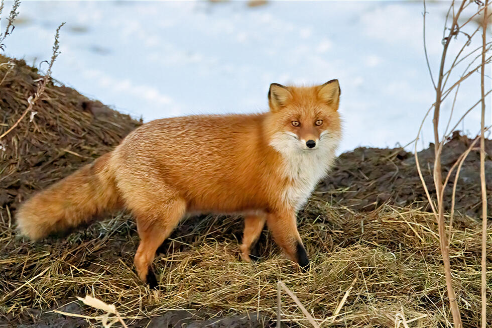 Red Fox (Vulpes vulpes)