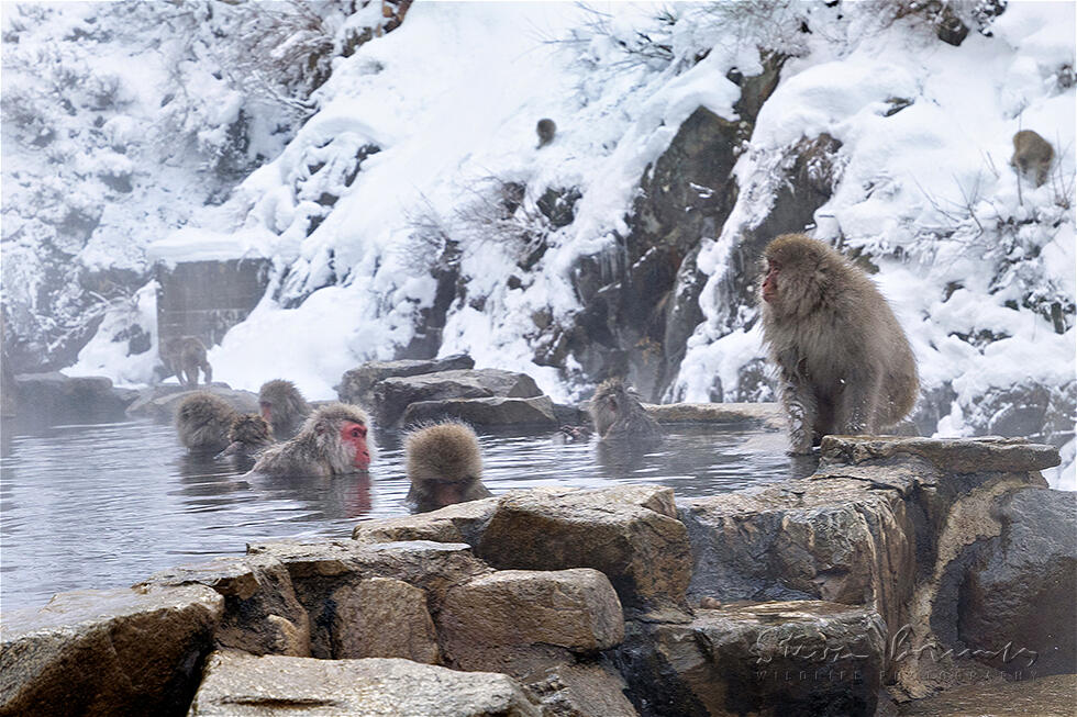 Japanese Macaque (Macaca fuscata)