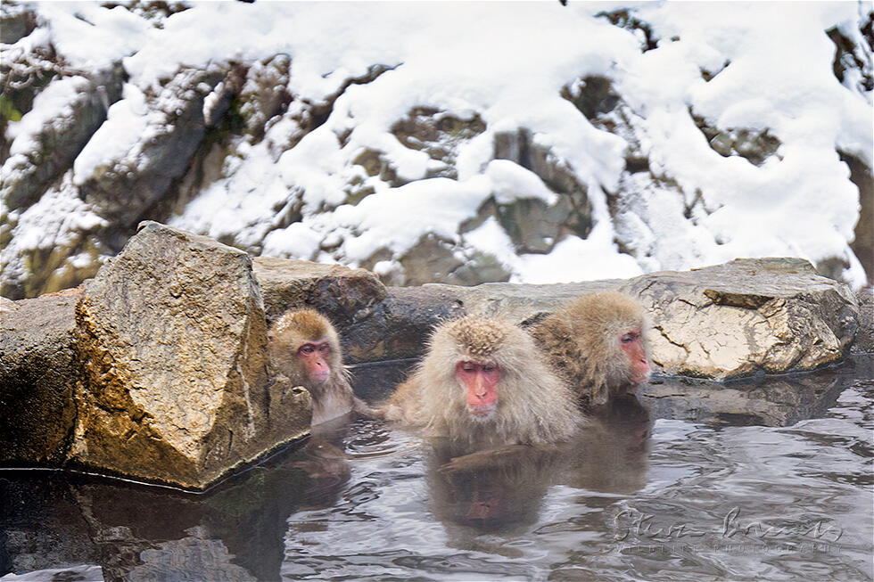 Japanese Macaque (Macaca fuscata)