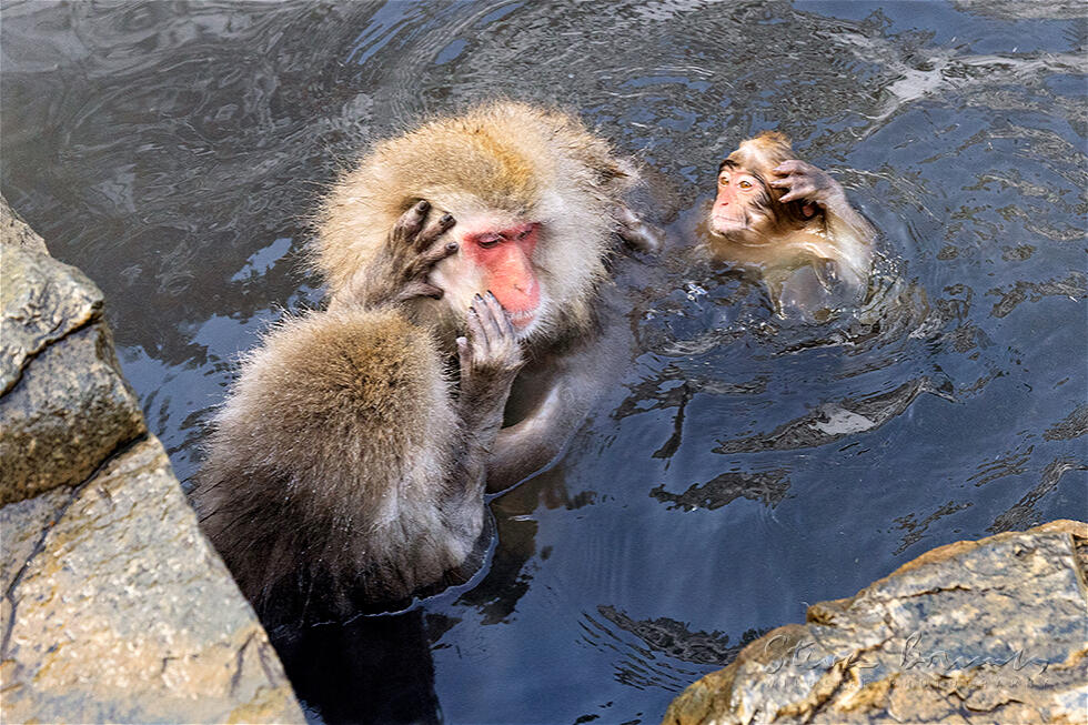 Japanese Macaque (Macaca fuscata)