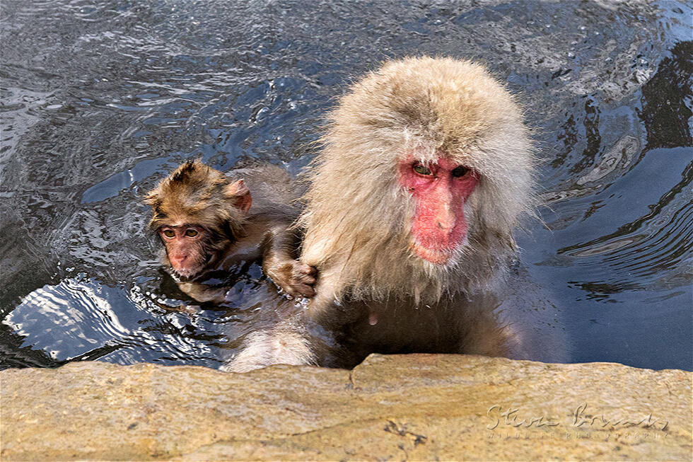 Japanese Macaque (Macaca fuscata)