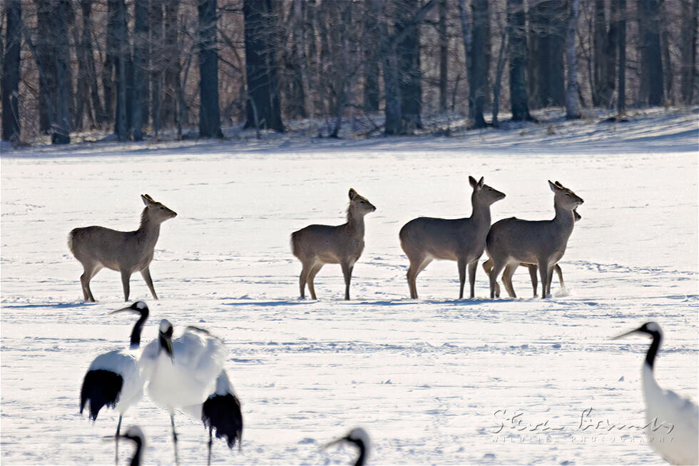 Sika Deer (Cervus nippon)