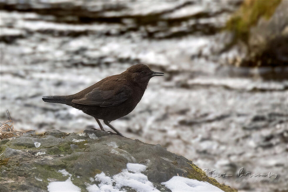 Brown Dipper (Cinclus pallasii)