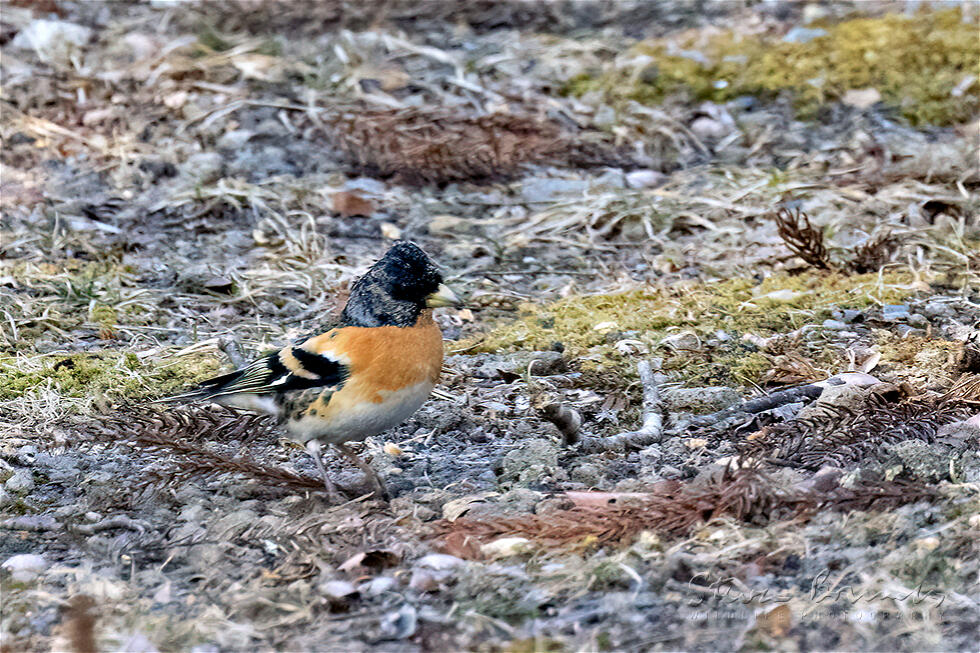Brambling (Fringilla montifringilla)