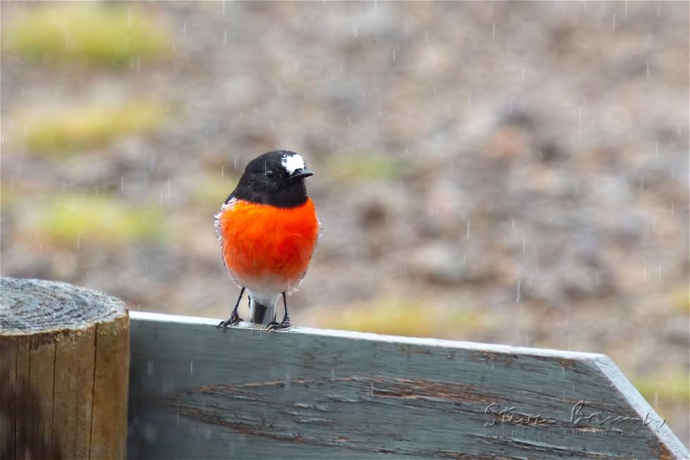 Scarlet Robin (Petroica boodang)