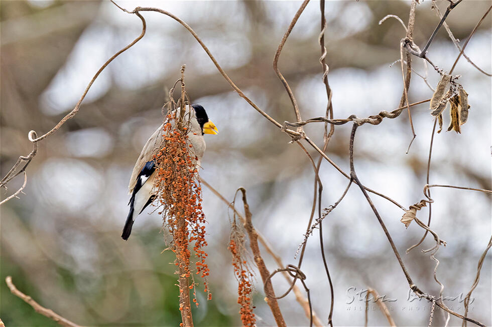 Japanese Grosbeak (Eophona personata)