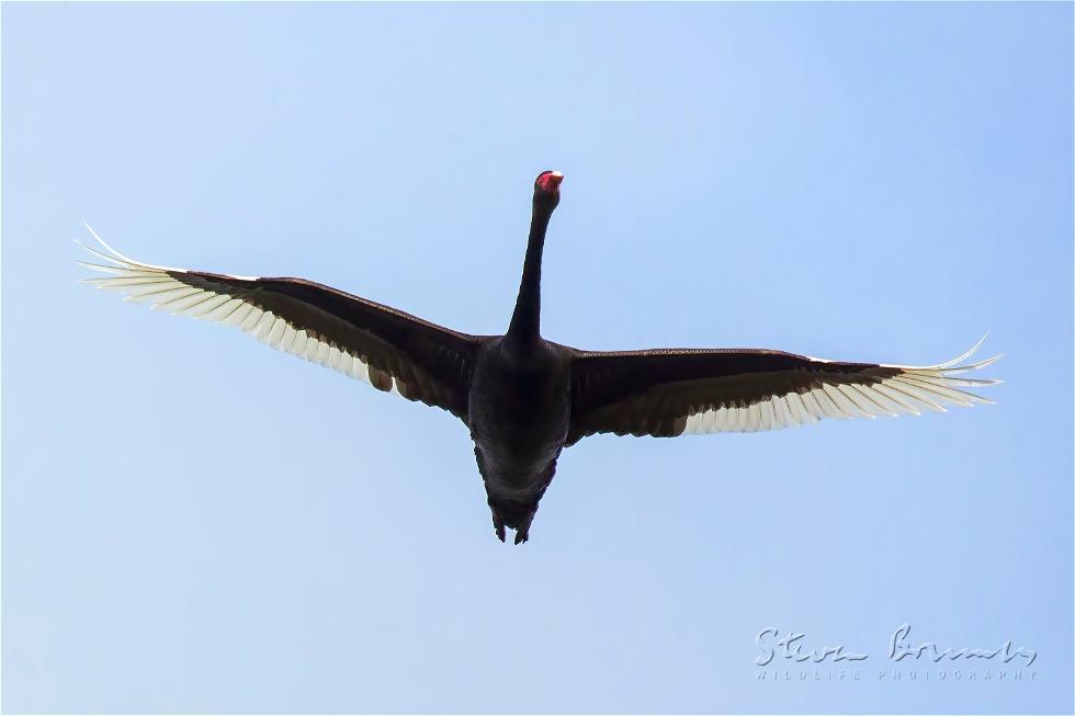 Black Swan (Cygnus atratus)