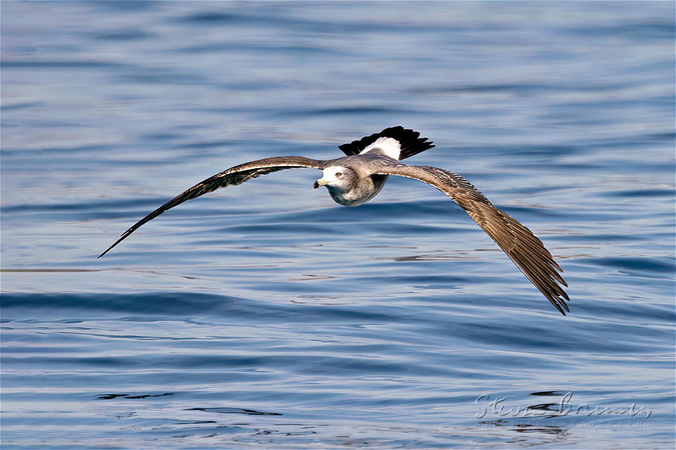 Black-tailed Gull (Larus crassirostris)