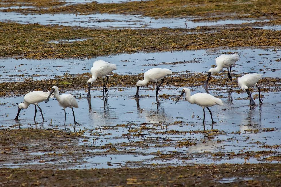 Royal Spoonbill (Platalea regia)