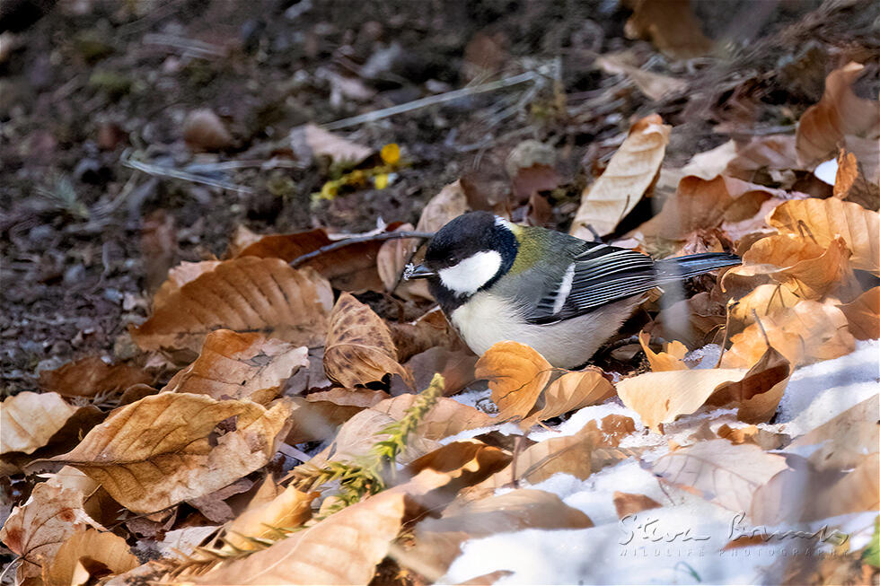 Japanese Tit (Parus minor)