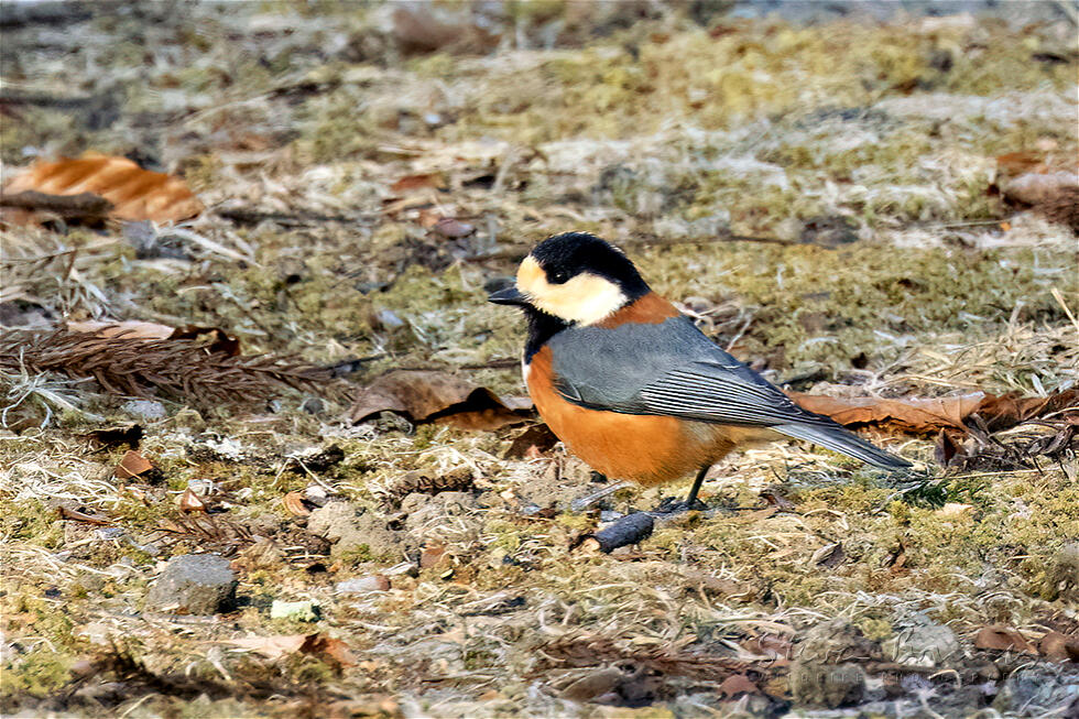 Varied Tit (Sittiparus varius)