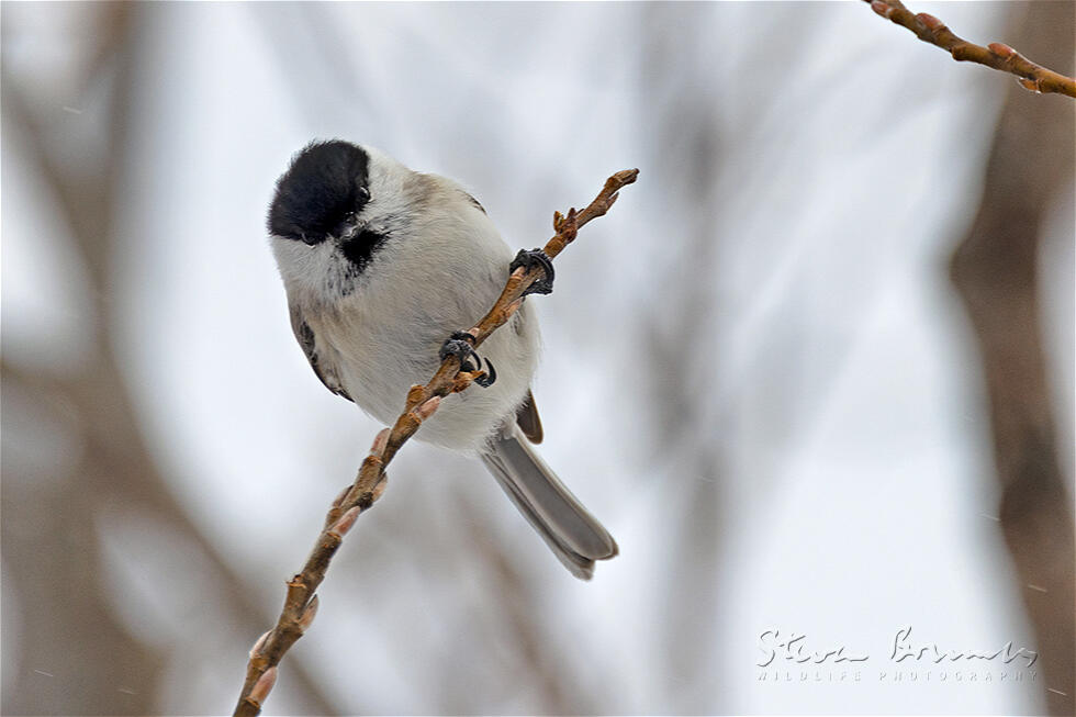 Willow Tit (Poecile montanus)