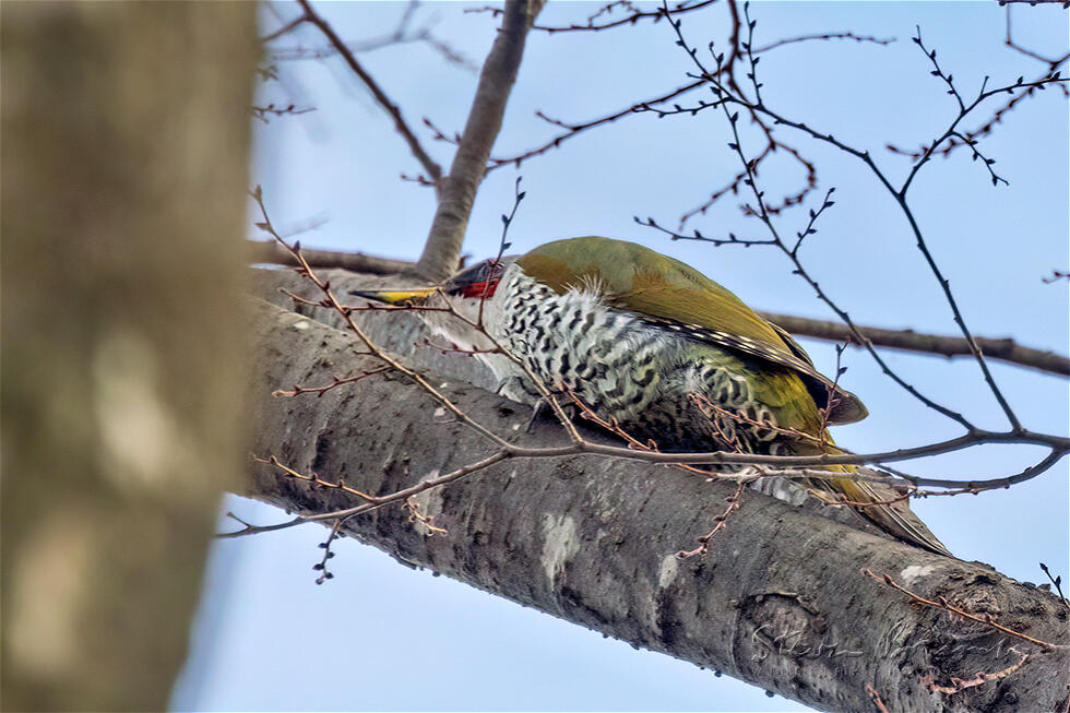 Japanese Green Woodpecker (Picus awokera)
