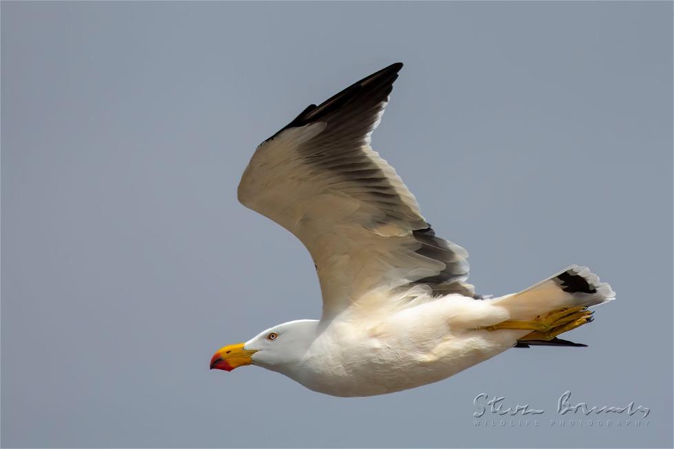 Pacific Gull (Larus pacificus)