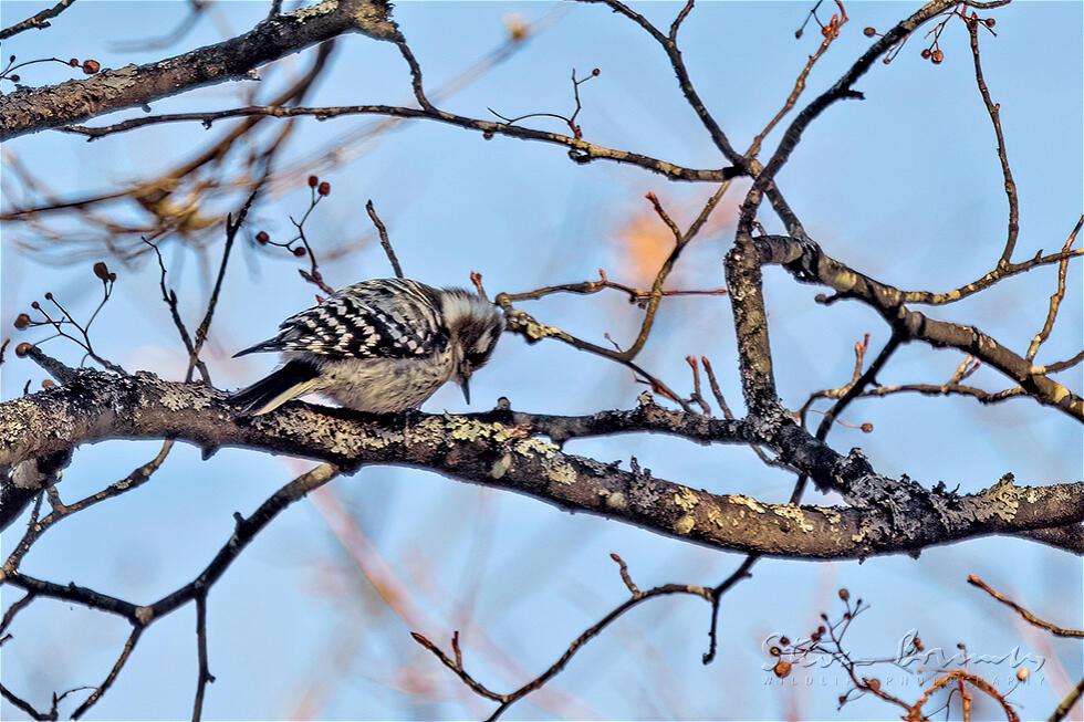 Japanese Pygmy Woodpecker (Yungipicus kizuki)