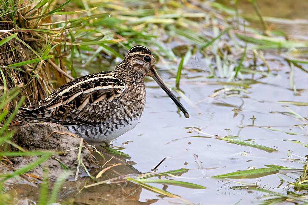 Common Snipe (Gallinago gallinago)