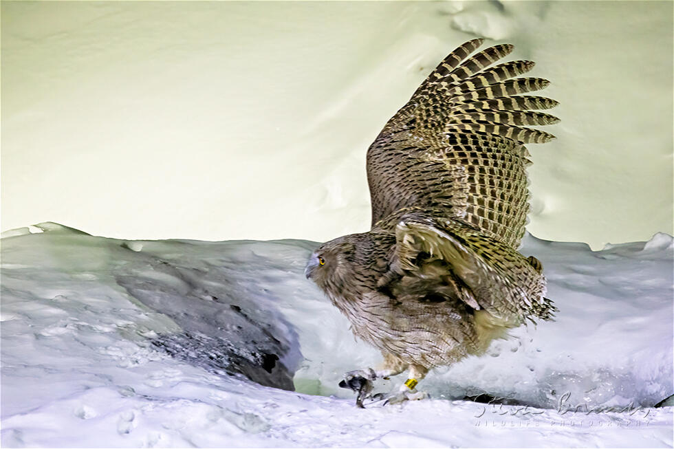 Blakiston's Fish Owl (Bubo blakistoni)