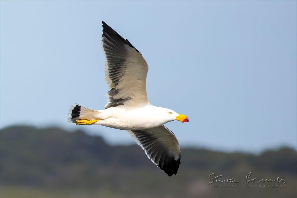Pacific Gull (Larus pacificus)