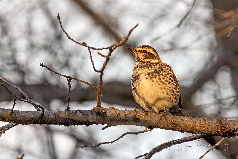 Dusky Thrush (Turdus eunomus)