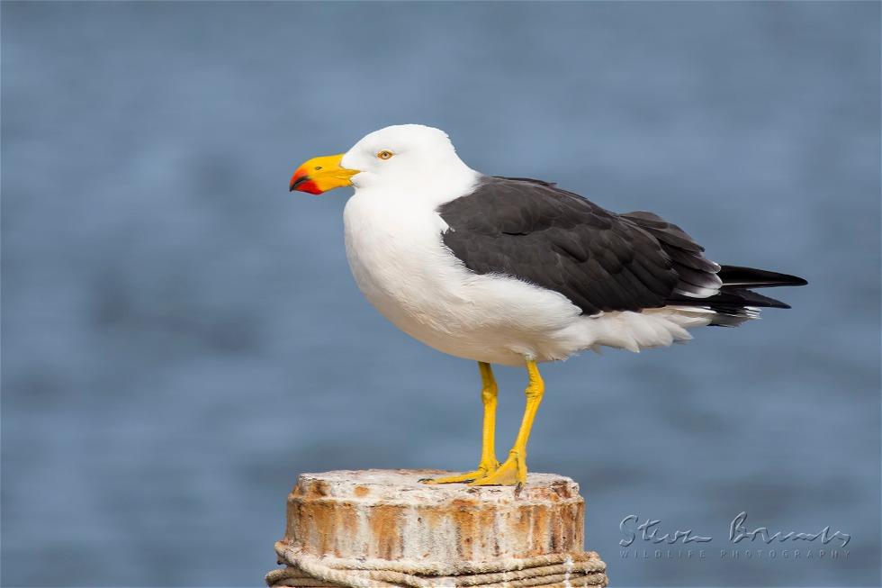 Pacific Gull (Larus pacificus)