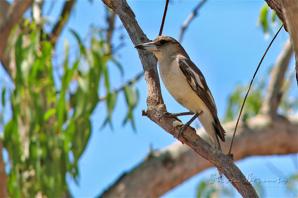 Pied Butcherbird (Cracticus nigrogularis)