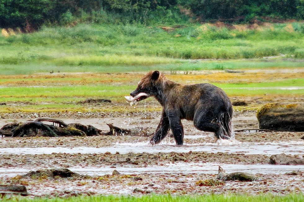 Brown Bear (Ursus arctos)
