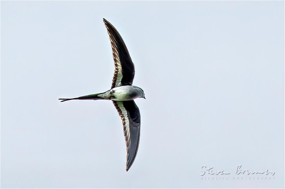 Moustached Treeswift (Hemiprocne mystacea)