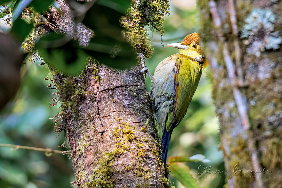 Greater Yellownape (Chrysophlegma flavinucha)