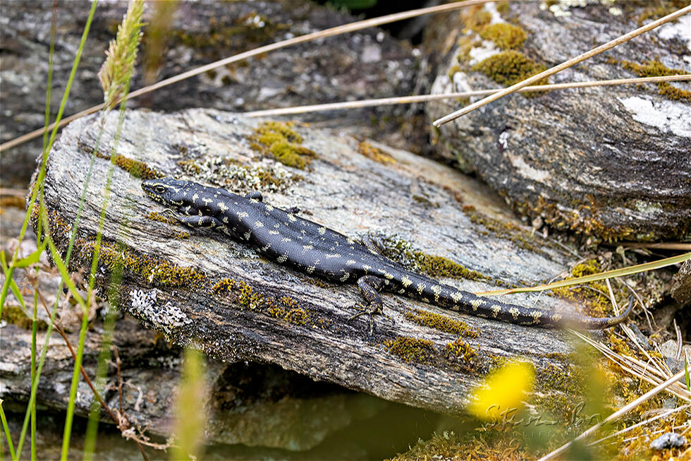 Otago Skink (Oligosoma otagense)