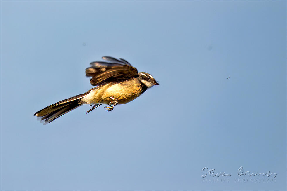 Grey Fantail (Rhipidura albiscapa)