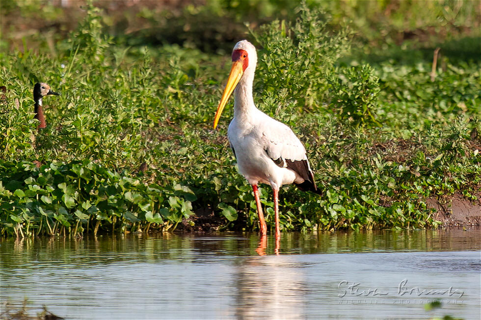 Yellow-billed Stork (Mycteria ibis)