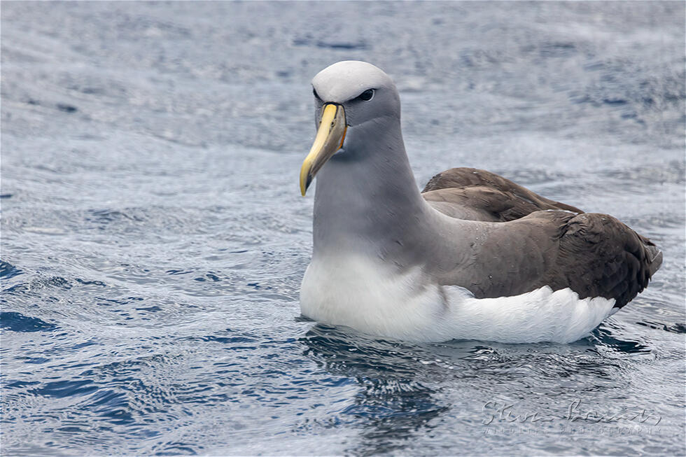 Salvin's Albatross (Thalassarche salvini)