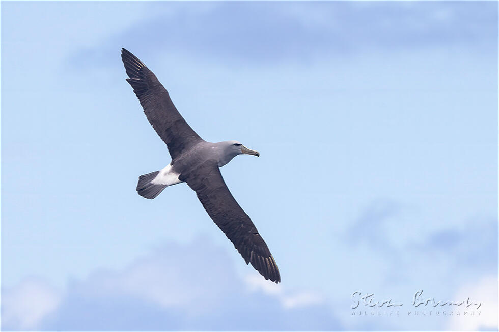 Salvin's Albatross (Thalassarche salvini)